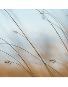 Oniric - capsules de rêves catégorie : Apaisant